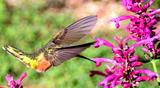 angel-hummingbird1.jpg