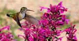 floating-hummingbird.jpg