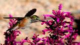 hummingbird-feeding.jpg